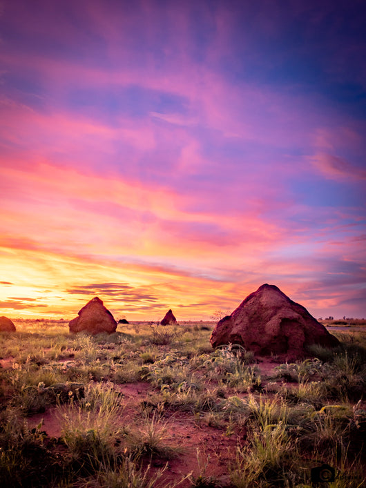 Termite Sunset