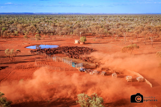 Mulga Muster