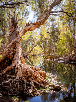 Running Waters Paperbark