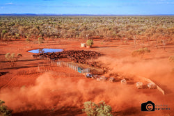 Mulga Muster