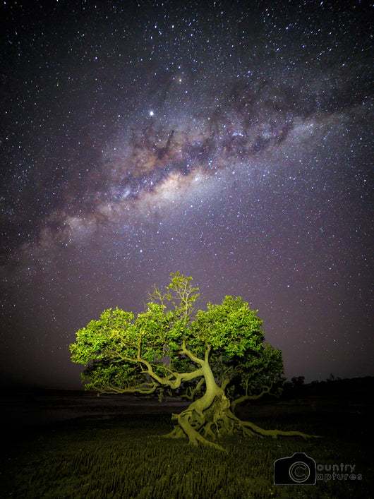 Mangrove Milky Way